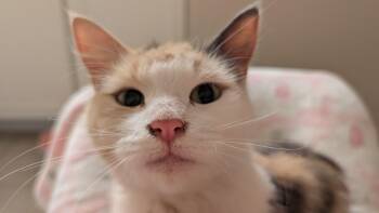 Rescue Domestic Short Hair Cats for Adoption in Seattle, Washington - Latte | PetCurious