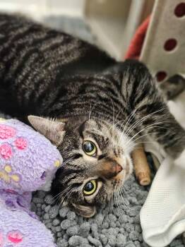 Kiki (ID 40455) -  Domestic Short Hair Cat for Adoption in Manassas, Virginia - Kiki (ID 40455) | PetCurious