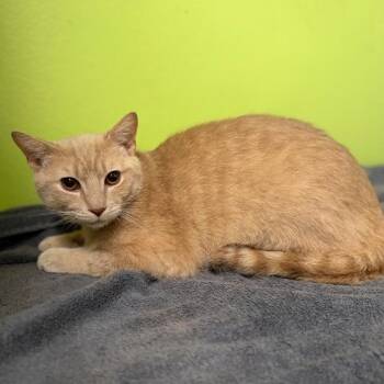 Domestic Short Hair Cats Available for Adoption in La Plata, Maryland - Creamy (2926MSHO2) | PetCurious