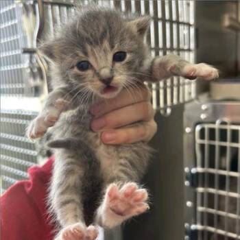 Domestic Short Hair Cats Available for Adoption in Fort Worth, Texas - Patty | PetCurious