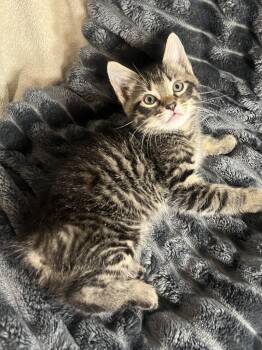 Mills -  American Bobtail and Tabby Cat for Adoption in Algood, Tennessee - Mills | PetCurious