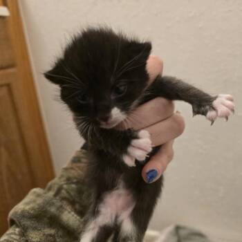 Dottie -  Domestic Short Hair Cat for Adoption in League City, Texas - Dottie | PetCurious