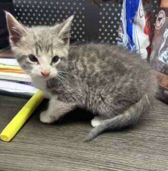 Domestic Short Hair Cats Available for Adoption - Dingle | PetCurious