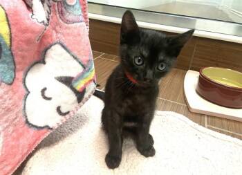 Domestic Short Hair Cats Available for Adoption in Fort Lauderdale, Florida - JUNIPER | PetCurious