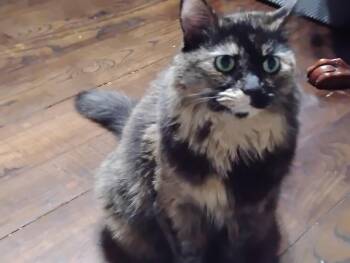 Miss Kitty -  Domestic Long Hair Cat for Adoption in Glenville, West Virginia - Miss Kitty | PetCurious