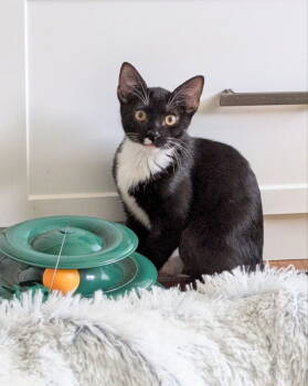 Rescue Tuxedo and Domestic Short Hair Cats for Adoption in Ocala, Florida - Parsley | PetCurious