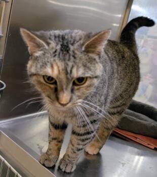 Ash -  Domestic Short Hair Cat Available for Adoption - Ash | PetCurious