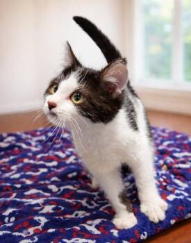 Domestic Short Hair Cats Available for Adoption - Kitten Circus | PetCurious