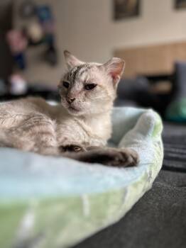 Mist -  Siamese Cat for Adoption in Houston, Texas - Mist | PetCurious