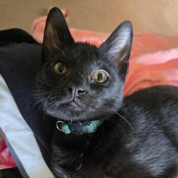 Freddy & Luke -  Domestic Short Hair Cat for Adoption in Liverpool, Texas - Freddy & Luke | PetCurious