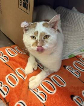 SIR CAULIFLOWER -  Domestic Short Hair Cat for Adoption in Boston, Massachusetts - SIR CAULIFLOWER | PetCurious