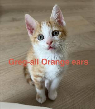 Greg Brady -  Domestic Short Hair Cat for Adoption in Montclair, New Jersey - Greg Brady | PetCurious
