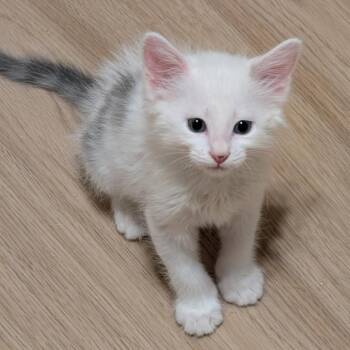 Moolah Moolah 26 -  Domestic Short Hair Cat for Adoption in Austin, Texas - Moolah Moolah 26 | PetCurious