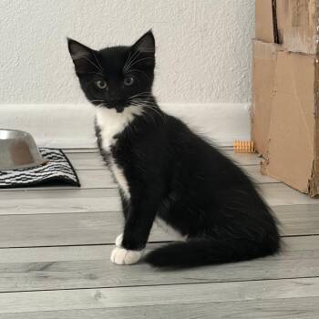 Periwinkle -  Domestic Short Hair Cat for Adoption in West Palm Beach, Florida - Periwinkle | PetCurious