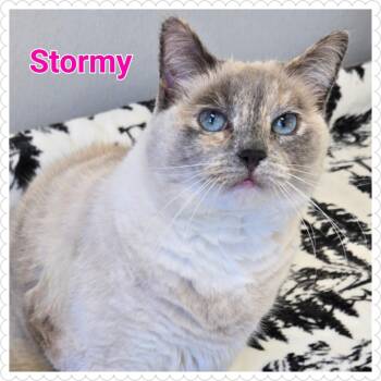 Rescue Domestic Medium Hair Cats for Adoption in North Saint Paul, Minnesota - Stormy | PetCurious