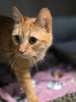 Domestic Short Hair Cats Available for Adoption in Huntington, Indiana - Zuse | PetCurious