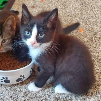 Tux -  Domestic Short Hair Cat for Adoption in York, Pennsylvania - Tux | PetCurious