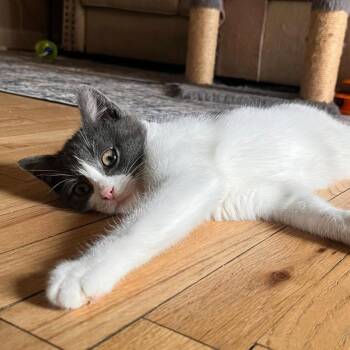 Domestic Short Hair Cats Available for Adoption in Walden, New York - Hissabelle | PetCurious