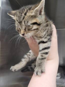 Laurie Strode -  Domestic Short Hair Cat for Adoption in Angola, Indiana - Laurie Strode | PetCurious