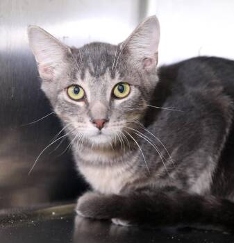 Peter Pan -  Domestic Short Hair Cat for Adoption in Lambertville, New Jersey - Peter Pan | PetCurious