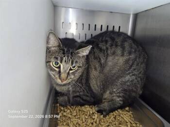 JAMIE -  Domestic Short Hair Cat for Adoption in Orlando, Florida - JAMIE | PetCurious