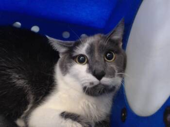 Rescue Domestic Short Hair Cats for Adoption in Orlando, Florida - HARVEY DENT DENTY | PetCurious