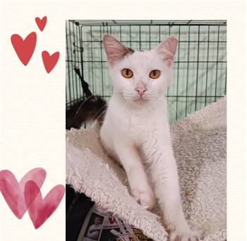 Domestic Medium Hair Cats Available for Adoption - Mashmallow | PetCurious