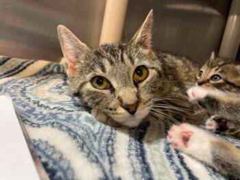 Boots -  Tabby Cat for Adoption in Calhoun, Kentucky - Boots | PetCurious