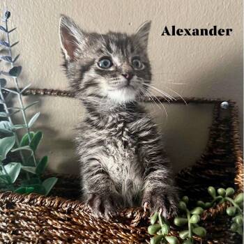Alexander -  Domestic Short Hair Cat for Adoption in Rochester, Minnesota - Alexander | PetCurious