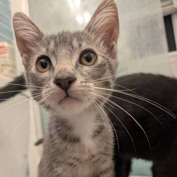 Junebug -  Domestic Short Hair Cat for Adoption in Montclair, New Jersey - Junebug | PetCurious
