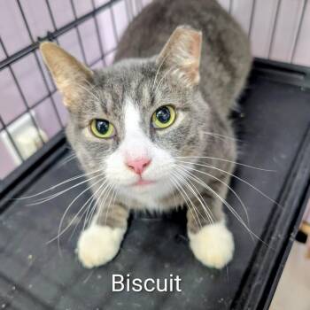 BISCUIT -  Domestic Short Hair Cat for Adoption in West Plains, Missouri - BISCUIT | PetCurious
