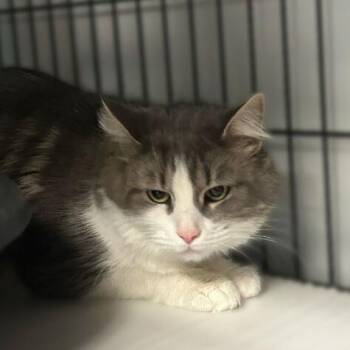 Domestic Long Hair Cats Available for Adoption - Bradley | PetCurious