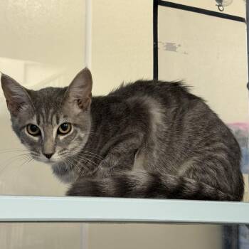 REESES -  Domestic Short Hair Cat for Adoption in Buchanan Dam, Texas - REESES | PetCurious