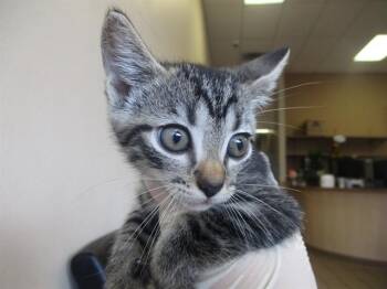 Domestic Short Hair Cats Available for Adoption in Ocala, Florida - A382351 | PetCurious