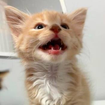 Super Duke -  Domestic Long Hair Cat for Adoption in Fredericksburg, Virginia - Super Duke | PetCurious