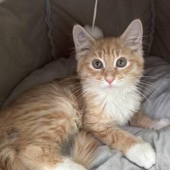 Marshall -  Domestic Long Hair Cat for Adoption in Yardley, Pennsylvania - Marshall | PetCurious