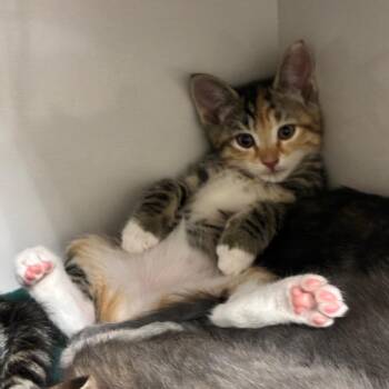 Domestic Short Hair Cats Available for Adoption in Redwood City, California - Happy | PetCurious