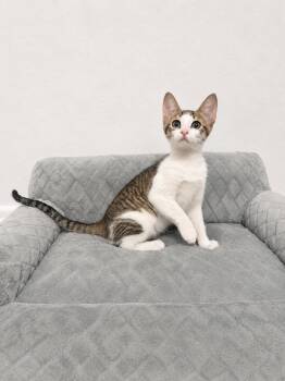Meryl -  Domestic Short Hair and Tabby Cat for Adoption in Frisco, Texas - Meryl | PetCurious