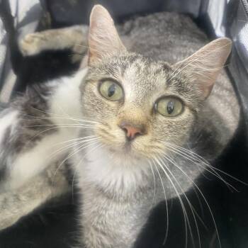 Hope -  Domestic Short Hair Cat for Adoption in Chapel Hill, North Carolina - Hope | PetCurious