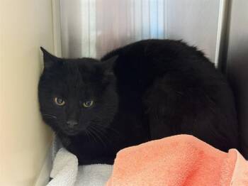 Domestic Short Hair Cats Available for Adoption in Colorado Springs, Colorado - BARN GLEZ | PetCurious