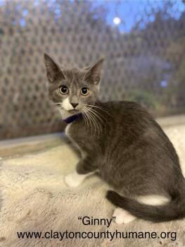 Rescue Domestic Short Hair Cats for Adoption in Locust Grove, Georgia - Ginny - CCHS | PetCurious