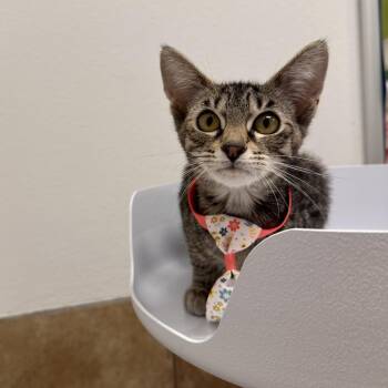 Grapefruit -  Domestic Short Hair Cat for Adoption in Spokane, Washington - Grapefruit | PetCurious