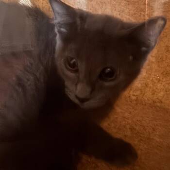 Nesquik -  Domestic Short Hair Cat for Adoption in Philadelphia, Pennsylvania - Nesquik | PetCurious