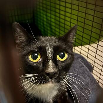 Molly -  Domestic Short Hair Cat for Adoption in Pasadena, California - Molly | PetCurious