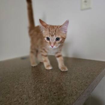 Dusty -  Domestic Short Hair Cat for Adoption in West Branch, Michigan - Dusty | PetCurious