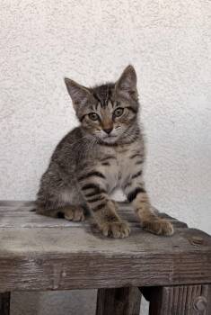 Sophie 2 -  Domestic Short Hair Cat for Adoption in Riverside, California - Sophie 2 | PetCurious