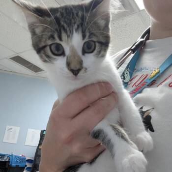 Zella -  Domestic Short Hair Cat for Adoption in Indianapolis, Indiana - Zella | PetCurious