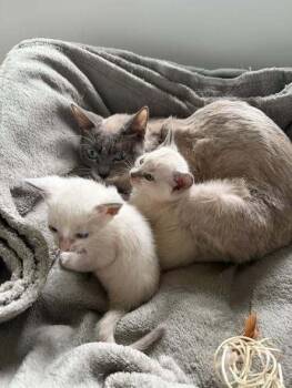 Leon -  Siamese Cat for Adoption in Austin, Texas - Leon | PetCurious