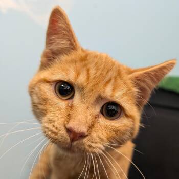 Domestic Medium Hair Cats Available for Adoption - Savannah | PetCurious