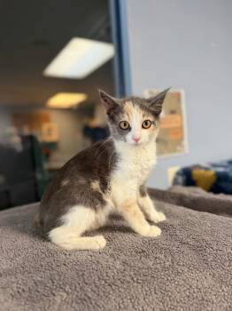 Natalie -  Calico Cat for Adoption in Lovingston, Virginia - Natalie | PetCurious